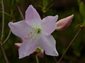 Rhododendron schlippenbachii IMG_2223 Azalia